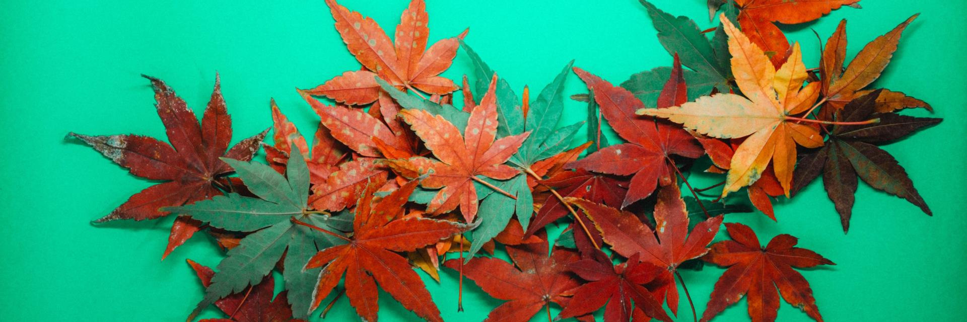Illustrasjonsbilde høstblader