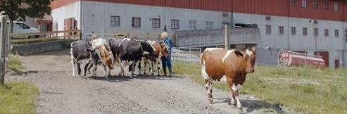 Kuer forran rød låve - Klikk for stort bilde